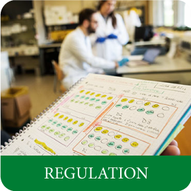 Regulation of the MSc in biotechnology at Tor Vergata University